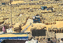 Piled up stock of wheat awaiting lifting at Fazilka grain market.