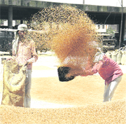 A workers in job at a grain market.