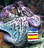 An octopus named Manolo predicts Spain�s victory against Italy in their match to be played on June 10, by choosing a sardine from a plastic canister decorated with Spain's flag instead of the plastic canister with Italy's flag, at the Sealife Benalmadena aquarium in the southern Spanish city of Benalmadena