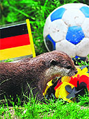 Otter "Ferret" predicts a victory for the German team in their upcoming quarterfinal against Greece, at the zoo in Aue, eastern Germany, on Thursday. The otters were given a choice of two bowls with fish and eggs as well as the German and Greek flag
