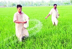 Farmers sprinkle fertilisers in fields. Tribune file photo