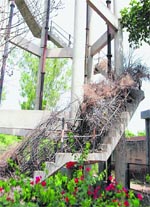 Thorny bushes kept on the stairs of a water tank in Bathinda. Tribune photo: Pawan Sharma