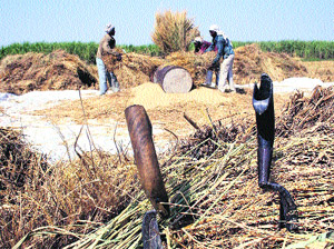 Labourers dust paddy after a harvest in Sundana village, Rohtak. 