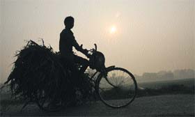 A boy carries fodder for his animals on a morning on Kunjpura road in Karnal district.