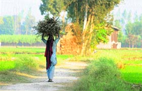 A woman carries firewood in Karnal