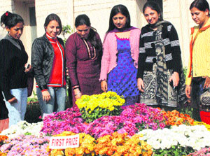 Visitors admire chrysanthemum on display at DAV College for Girls, Yamunanagar.