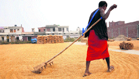 With the paddy arrival and procurement in full swing, workers busy drying paddy at the New Grain Market in Karnal.