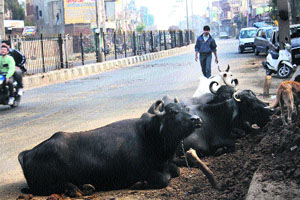 Cattle of a private dairy tied on the national highway passing through Rohtak town.