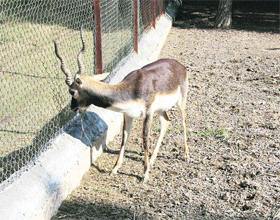 a deer at the zoo, in Rohtak.