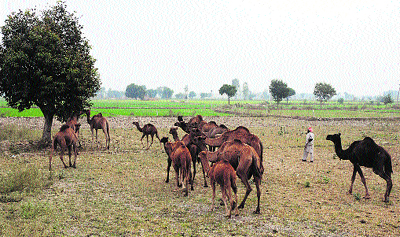 A group of camels move towards a tree to have their fill near Gharounda in Karnal.