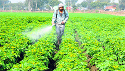 A farmer sprays pesticide on his potato crop to protect it from damage near Gannour in Sonepat