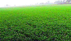 Wheat crop in a field in Sirsa