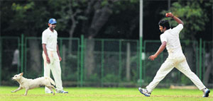 Jalaj Saxena tries to scare a stray dog out of the ground