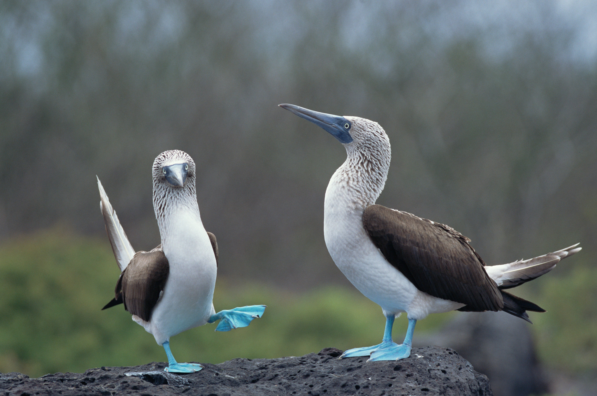 birds of puerto vallarta