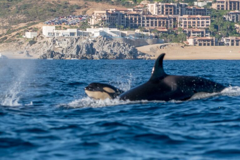 orcas in los cabos