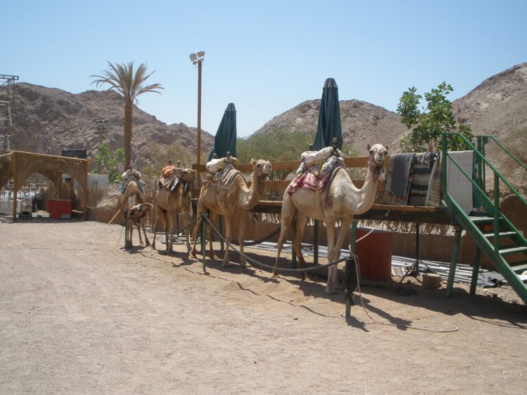 Los Cabos with Kids camel safari