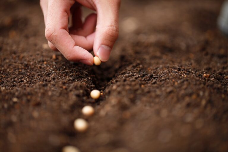 nature activities planting seeds Banderas Bay