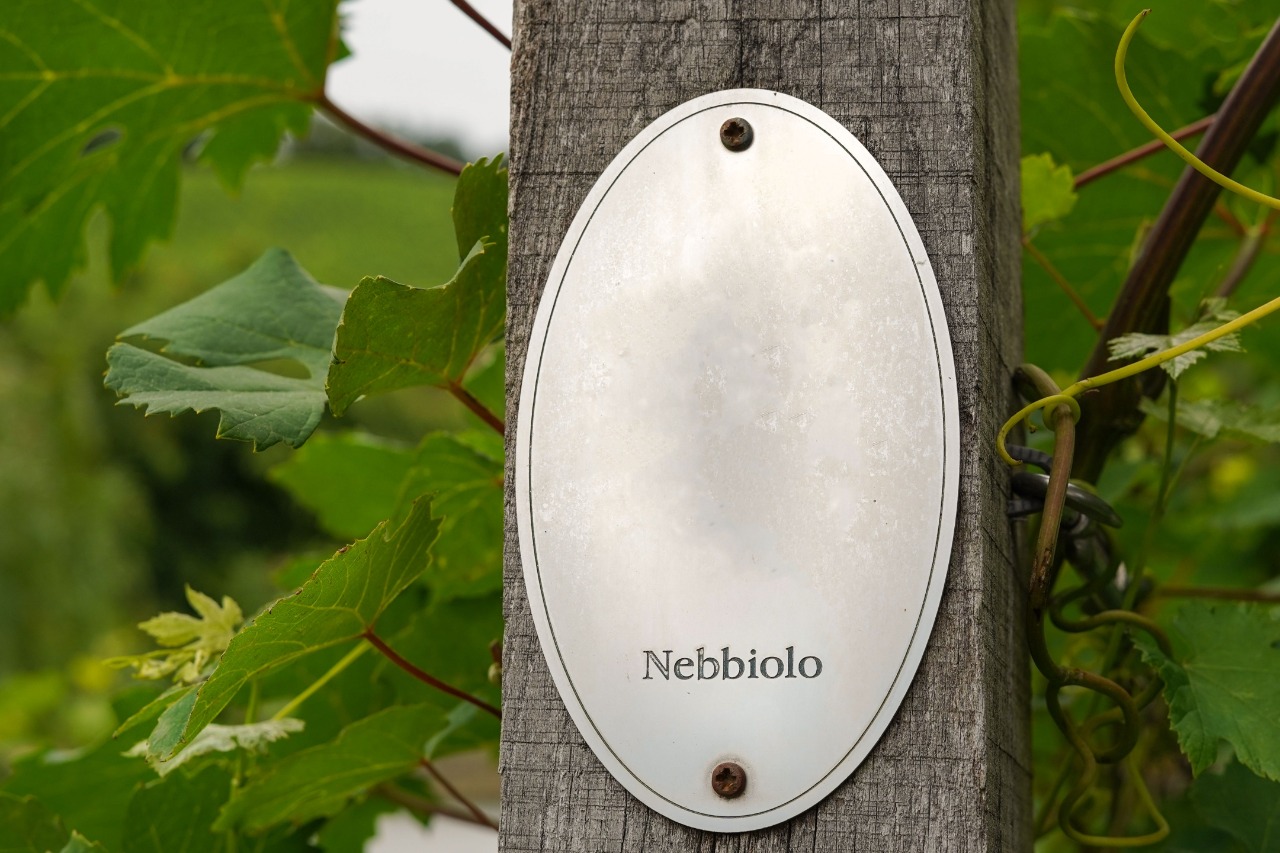 nebbiolo