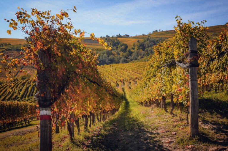 nebbiolo