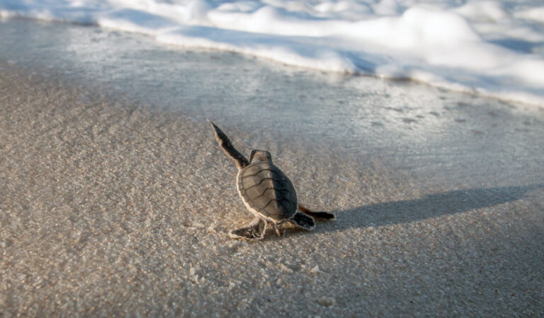 baby sea turtle on the beach