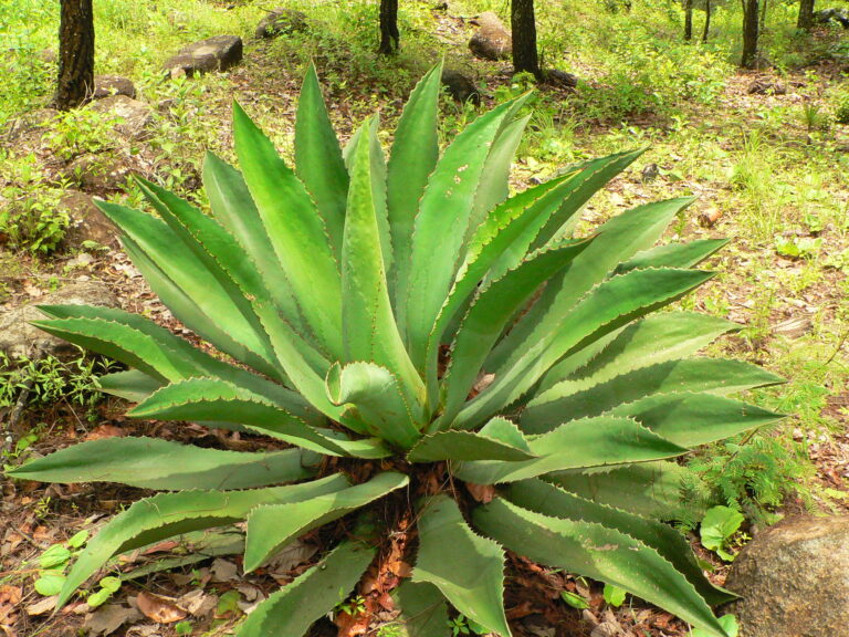 raicilla agave plant near Puerto Vallarta