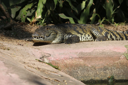 reptile house