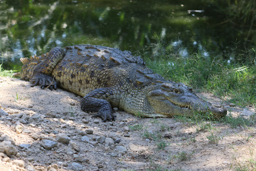 reptile house