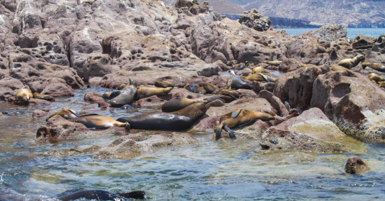 Sea lions resting on Isla Espiritu Santo