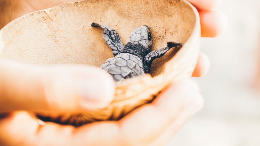 turtle-release-puerto-vallarta