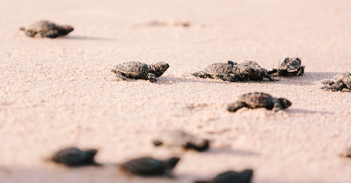 Newly hatched baby turtles toward the ocean