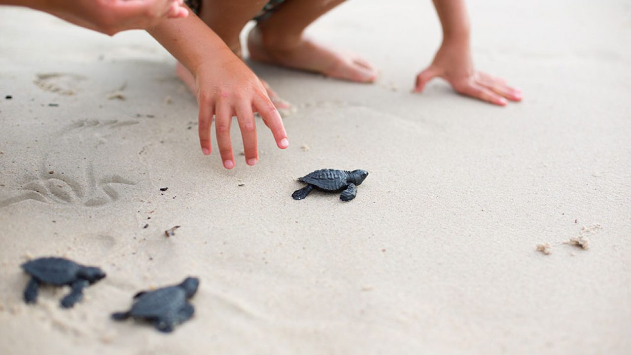 turtle-release-riviera-nayarit-eco-tourism