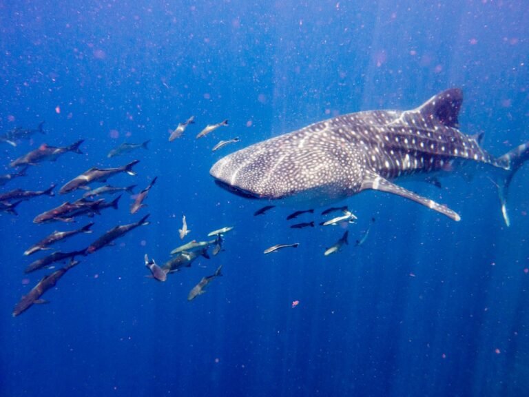 whale shark