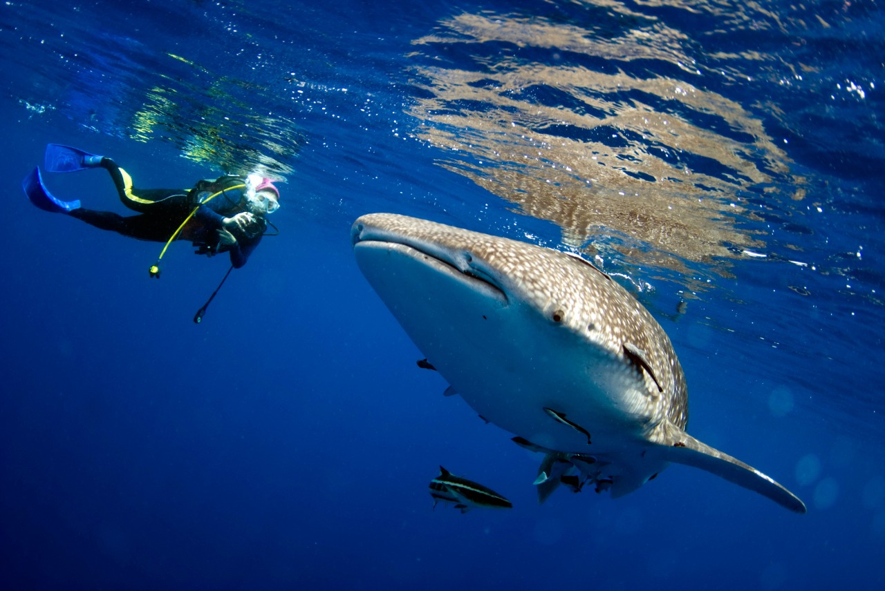 whale shark