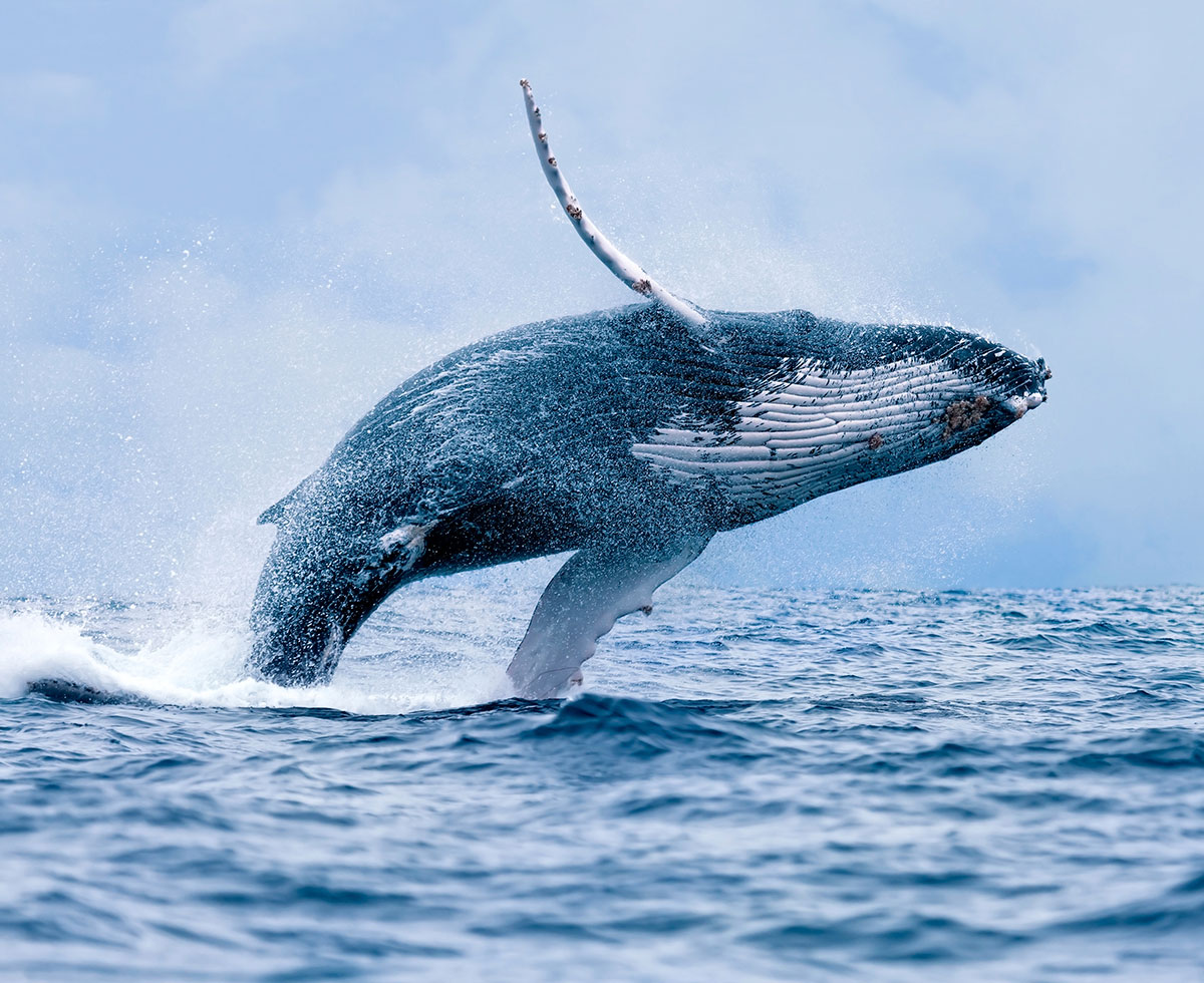 whale-watching-season-