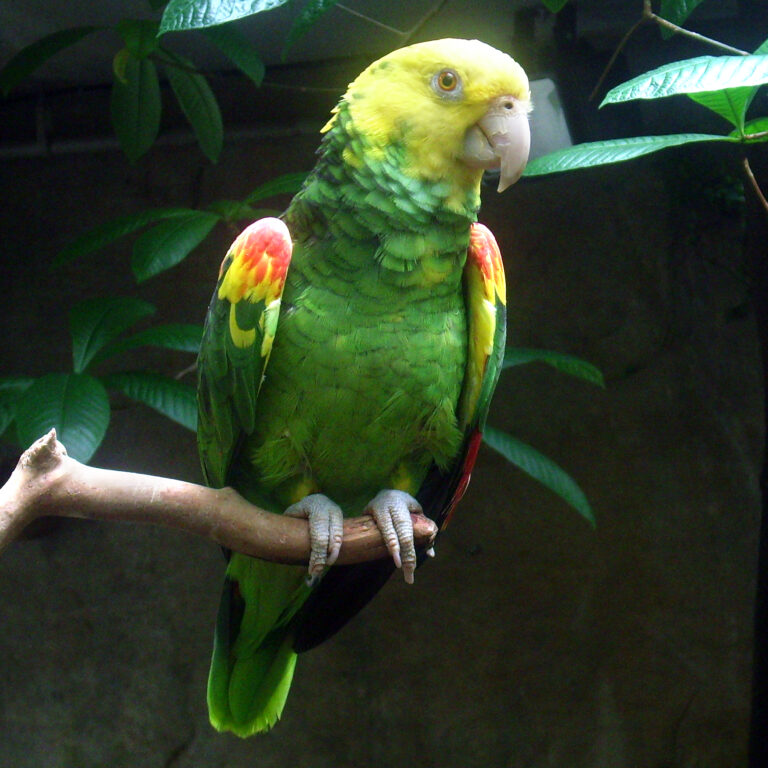 birds of Puerto Vallarta