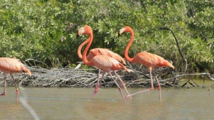 pink flamingos at Cozumel lagoon