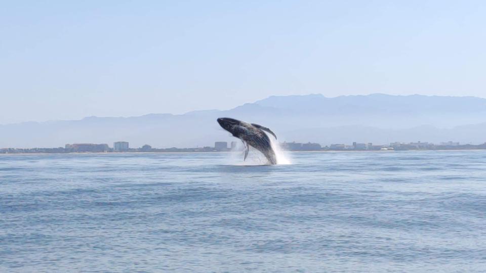 whale breachin at Banderas Bay during whale watching season