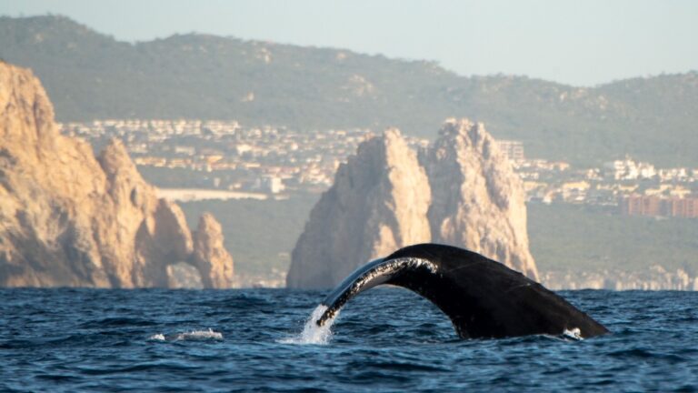 a whale's tail coming ou of water with background of Cabo San Lucas in December