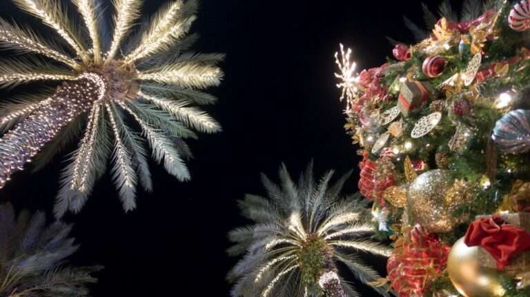 palmtrees lit with Christmas lights