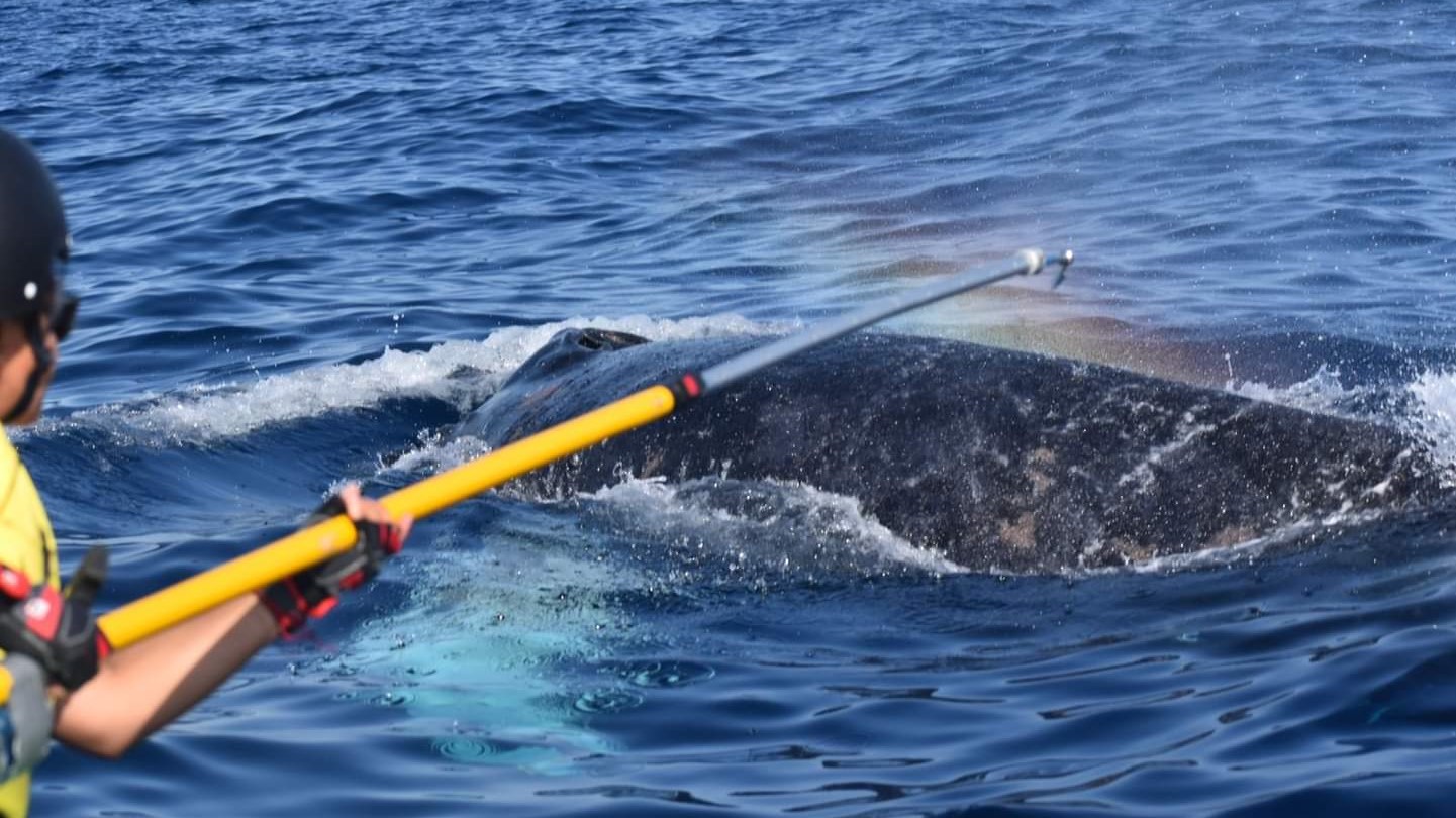 rescuer disentangling a whale in Banderas Bay