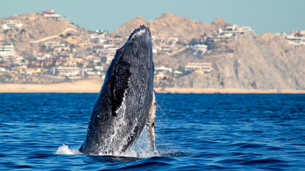 Humpback whale spying in the sea in front of Los Cabos