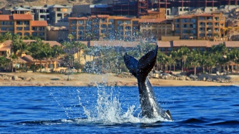 Whale tail showing in the sea in front of Los Cabos