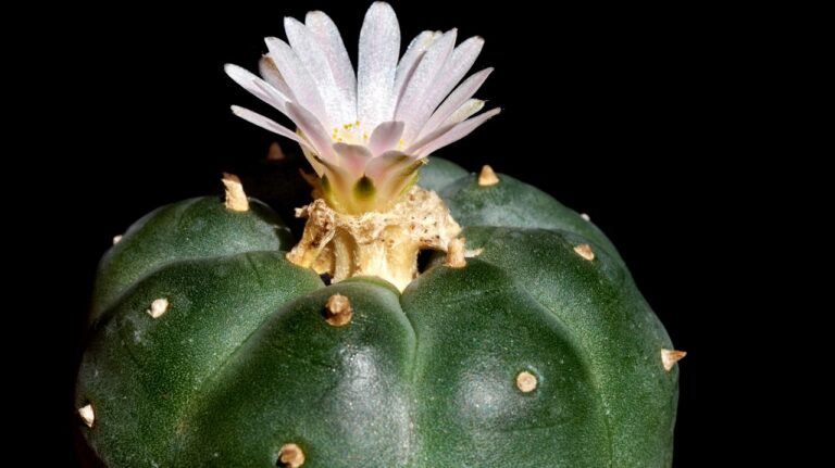 peyote flowering