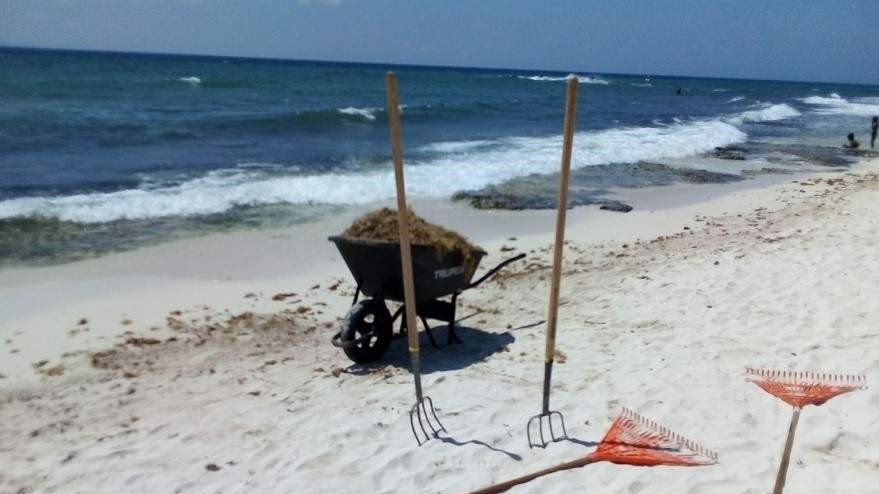 Cancun beach with sargassum wheelbarrow