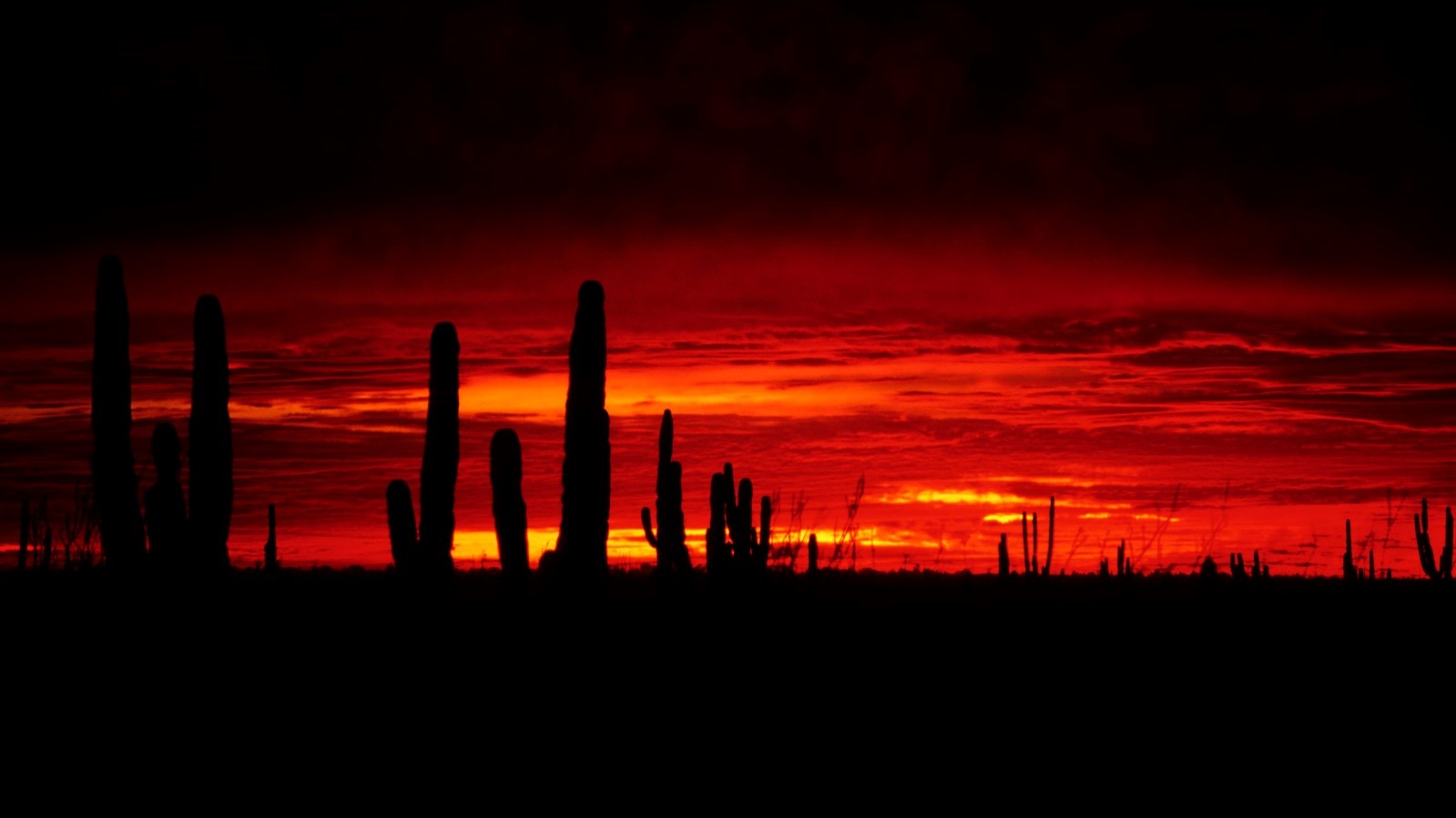 Los Cabos desert