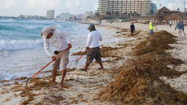 Workers cleaning sargassum in Cancun beaches