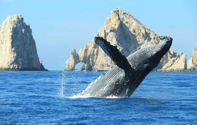 humpback whale breaching and Los Cabos Arch