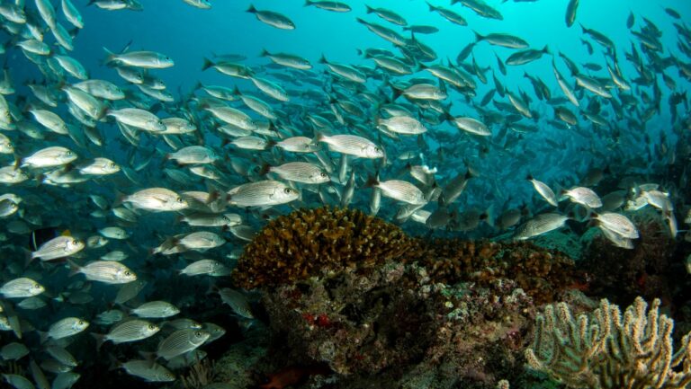 cabo Pulmo school of fish