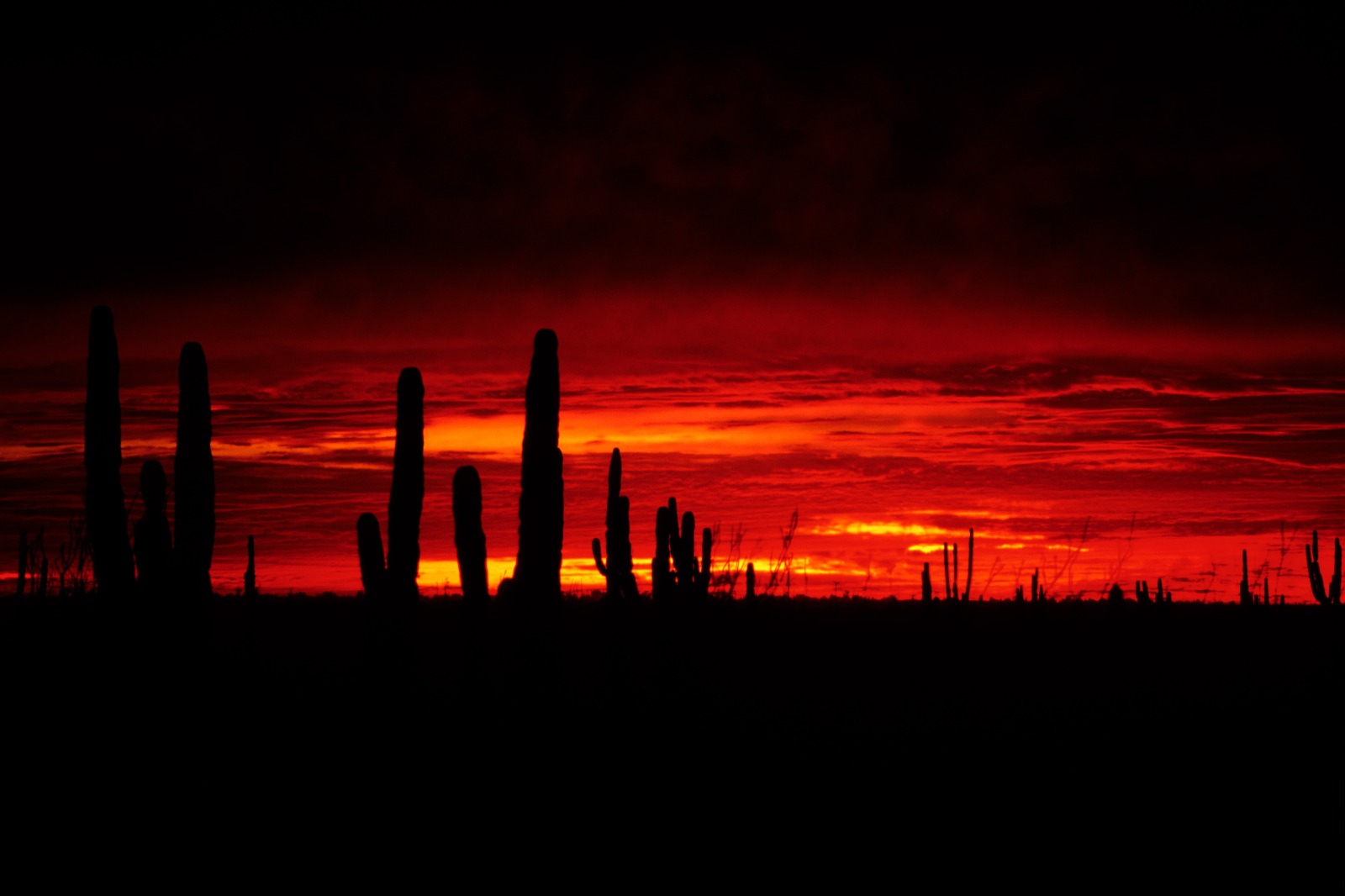 Los Cabos desert