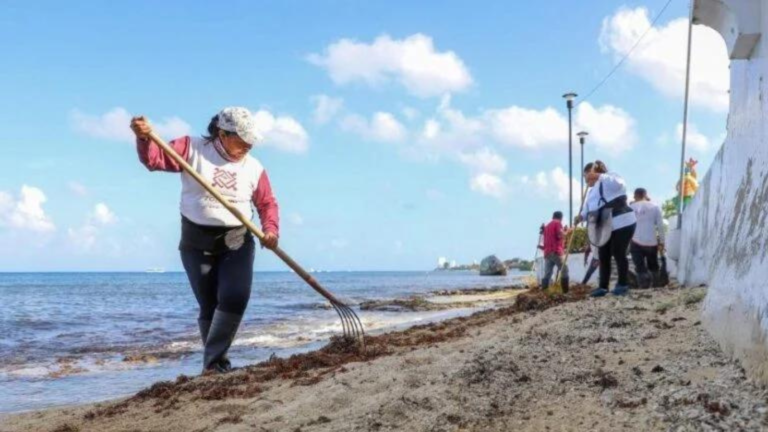 worker picking up sargassum in Cozumel